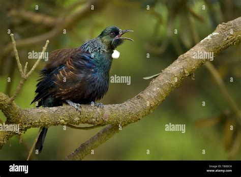 Tui New Zealand High Resolution Stock Photography And Images Alamy