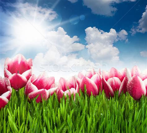 Beautiful Pink Tulip Flowers And Grass Against Blue Sky And Su Stock