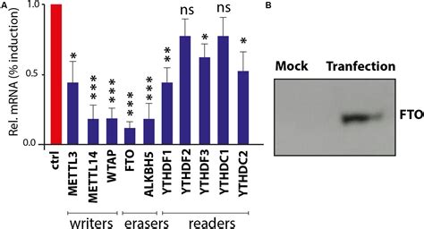 Frontiers Structural And Virus Regulatory Insights Into Avian N6