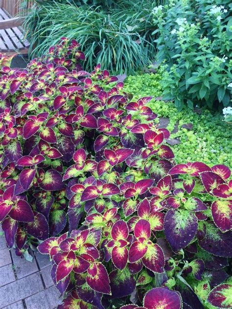 2015 Year Of The Coleus Dipt In Wine Displayed At Rotary Gardens