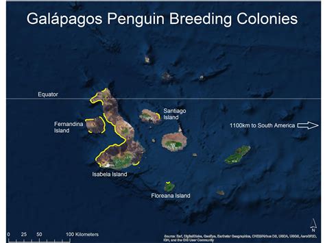 Galápagos Penguin Biology Center For Ecosystem Sentinels