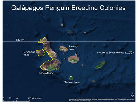 Galápagos Penguin Biology – Center for Ecosystem Sentinels