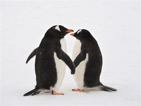 Sea Life Sydney’s Same Sex Penguin Couple Have Been Given An Egg To Incubate Express And Star