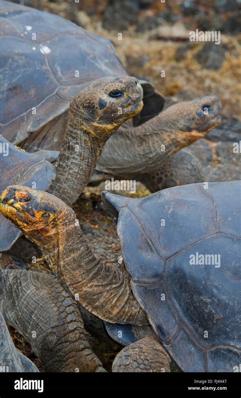 Galapagos Tortoise Galapagos Giant Tortoise Porteri Chelonodis