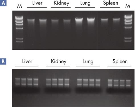 AllPrep DNA RNA Kits DNA RNA Purification Kits QIAGEN