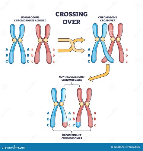 Chromosome Diagram Labeled Labeled Chromosome Structure Diag