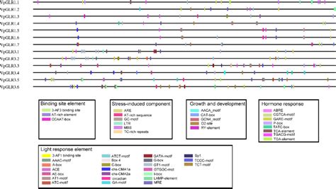 The Distribution Of Cis Acting Regulatory Elements In The Promoters Of