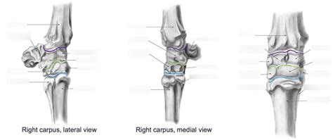 Equine Clinical Anatomy Forelimb Carpus Diagram Quizlet