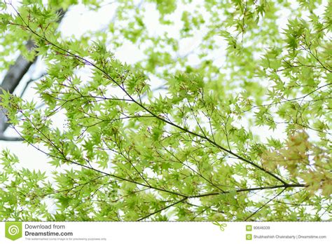 Fundo Da Natureza Das Folhas De Bordo Japonesas Verdes Frescas No