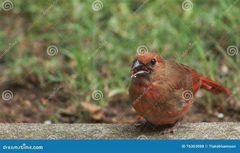 Cardinal molting stock photo. Image of crest, season - 76303088