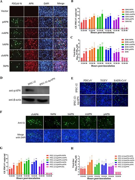 Roles Of Two Major Domains Of The Porcine Deltacoronavirus S1 Subunit