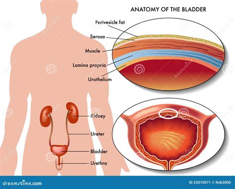 Male Bladder Stock Vector Illustration Of Submucosa 25010071