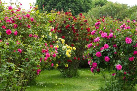 Win A Rose Bush Plant From Local Club South Coast