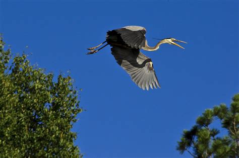 Misadventures Of An Amateur Photographer Flying Heron