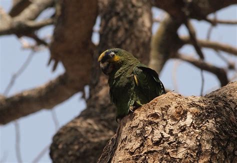 Loro Guaro Amazona Amazonica Barquisimeto Edo Lara V Flickr