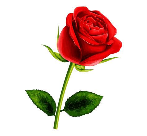 single red rose clipart 10 free Cliparts | Download images on ...