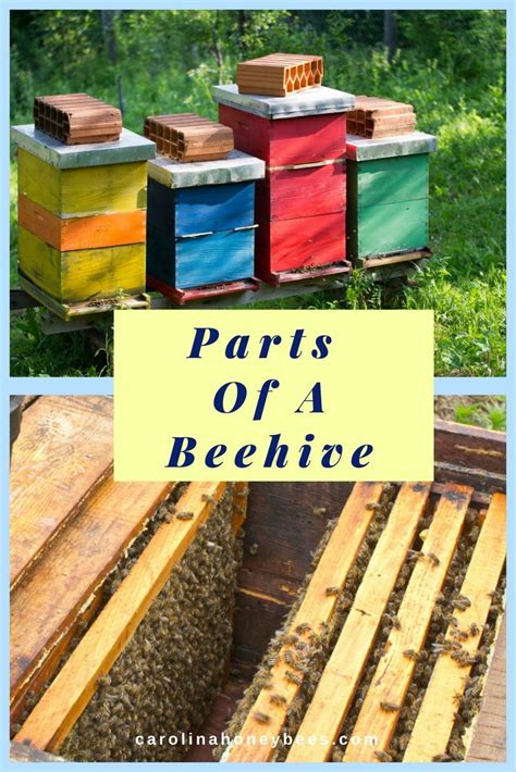 Parts Of A Beehive For Beginner Beekeepers Bee Hive Bee Keeping