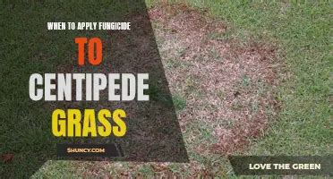 The Essential Guide To Top Dressing Centipede Grass Shuncy