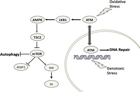 Schematic Showing Cytoplasmic Signaling Pathway From Atm To Tsc Via