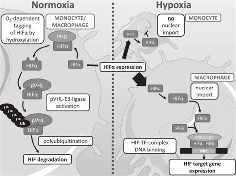 Regulation Of The HIF Transcriptional Response In Monocytes And