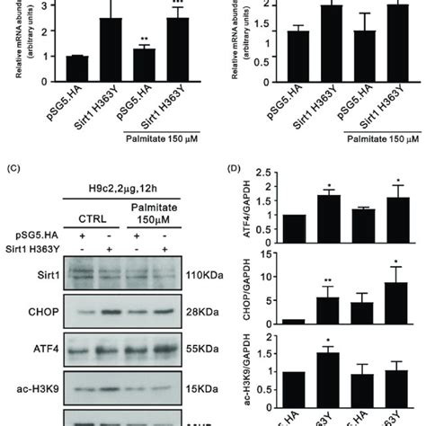 Effects Of Transfection With The Plasmid Encoding The Sirt1 H363Y