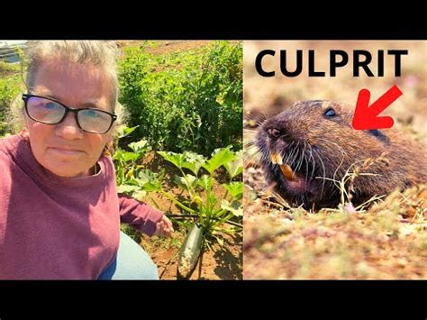 Get Rid Of Gophers In Your Lawn And Garden YouTube