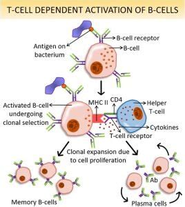 Thymus Dependent Antigens Meaning T Cell Dependent Activation Of B