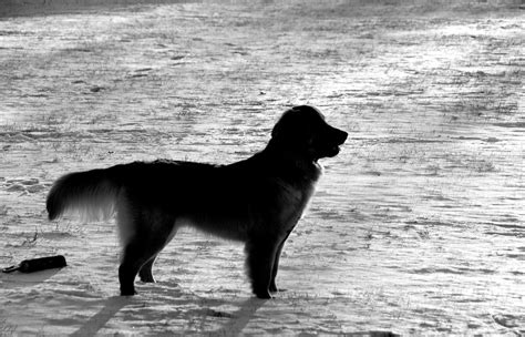 Silhouette Of Golden Retriever Puppy In A Snowy Field Flickr