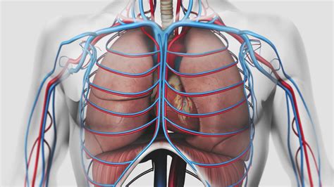 Au Coeur Des Organes La Respiration YouTube