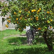 Malattie Agrumi Alberi Da Frutto Agrumi Malattie