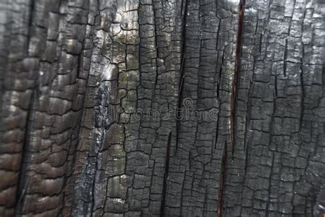 Structure Of Burnt Tree Trunk Charred Log As Background Consequences