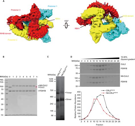 Structural Insights Into The Ubiquitylation Strategy Of The Oligomeric