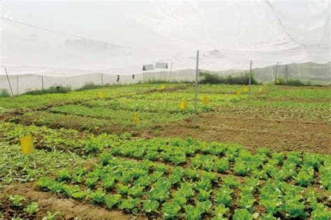 广州慧扬农场 有机蔬菜种植基地