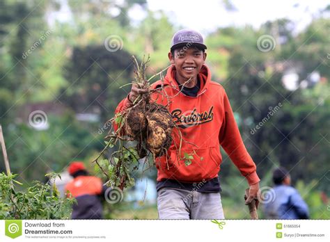 Cassava Editorial Stock Image Image Of Harvest Cassava 51665054