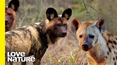 Wild Dogs Chase After Hyena To Protect Pups Love Nature Youtube