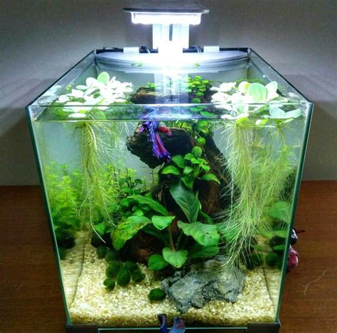 Nano Tank Aquascaping Aquascape Ideas