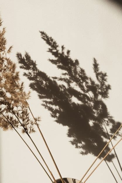 Sombras De Junco De Grama Pampas Secas Na Parede Silhueta Na Luz Do