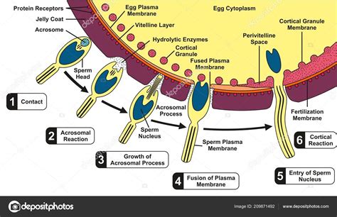 Human Sperm Egg Fusion Diagram All Fertilization Process Stages Step