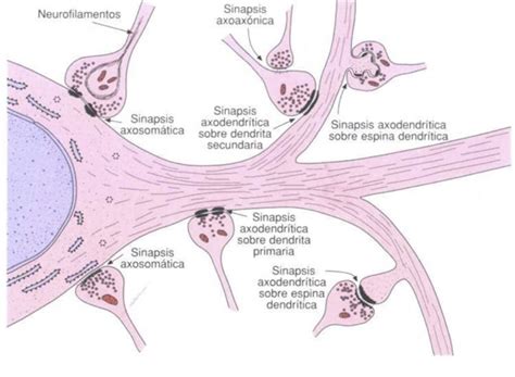 Sinapsis Guias De Neuro