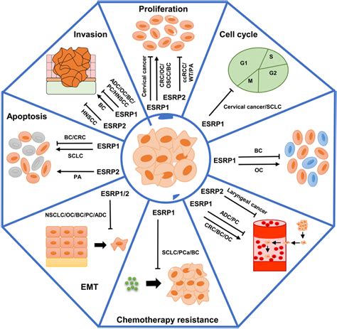 Role Of ESRPs In Cancer Progression ESRP1 And ESRP2 Act As Oncogenes