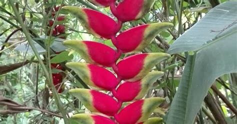 Heliconia Rostrata