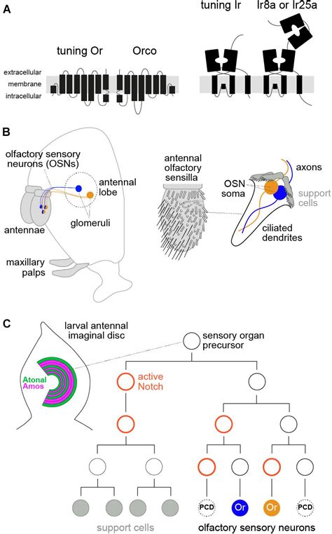 Frontiers Olfactory Receptor Gene Regulation In Insects Multiple