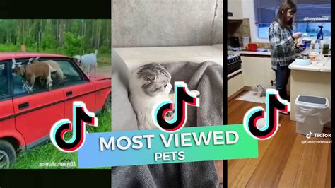 TOP 9 Most Viewed PETS Tiktoks TTE Compilations And Mashups YouTube