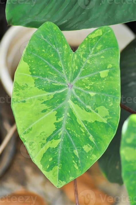 Colocasia Esculenta Lemon Lime Gecko Or Colocasia Stock Photo