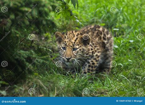 Orientalis Del Pardus Del Panthera Del Leopardo De Amur Foto De Archivo