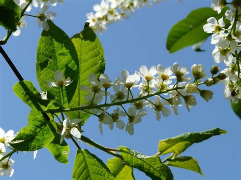 Common Bird Cherry Blossoms Prunus Free Photo On Pixabay