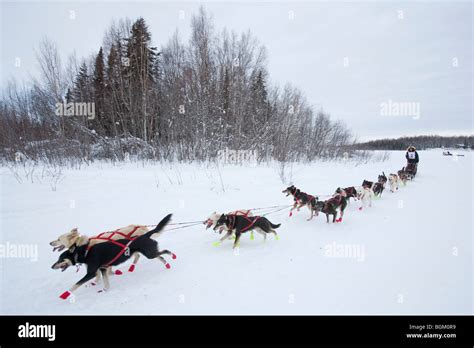 Alaska, Willow. Iditarod Trail Sled Dog Race 2009 official re-start ...