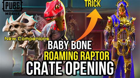 BABY BONES ROAMING RAPTOR COMPANION IN PUBG MOBILE NEW HOLA BUDDY