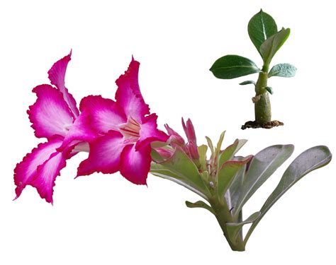 Download Adenium Obesum Desert Rose Flower Royalty Free Stock