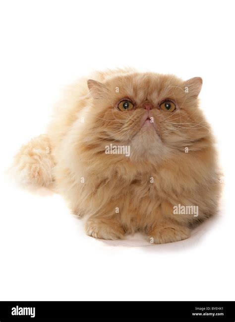 Golden persian cat hi-res stock photography and images - Alamy